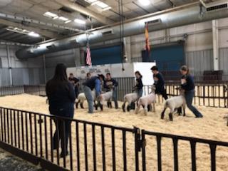 Lamb judge